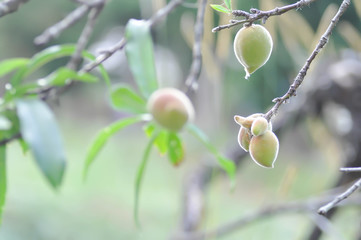 peach plant or Peach tree, Prunus persica