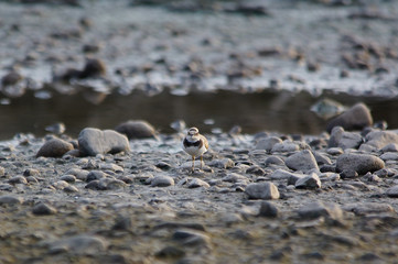 Сommon ringed plover (Charadrius hiaticula) in a typical breeding ecosystem. The common ringed plover or ringed plover (Charadrius hiaticula) is a small plover that breeds in Arctic Eurasia.