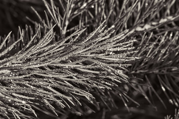 pine branch with drops of water