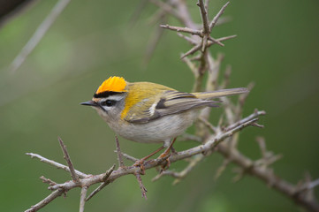 Sommergoldh&auml;hnchen