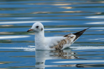 Gabbiano comune (Chroicocephalus ridibundus) nel mare in nuoto