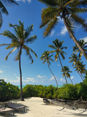 Fototapeta premium Kokospalmen am Strand in Jambiani Sansibar Karibikfeeling 