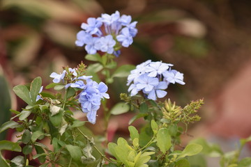 A Blue Flower In Outdoor Garden