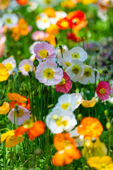 Fototapeta premium Poppy field in full bloom against sunlight. Toowoomba, QLD, Australia.