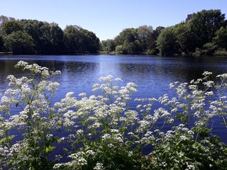 Cow Parsley, Anthriscus Sylvestris, wild white flowers on the shore of a lake, in the park. It is a...
