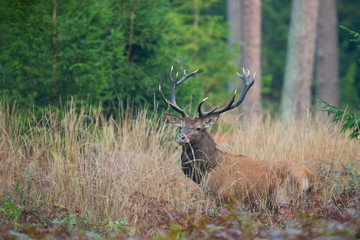 Red deer stag (Cervus elaphus)