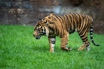 Tiger walking around