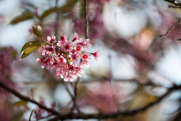 wild Himalayan Cherry flower (Prunus cerasoides), selective focus
