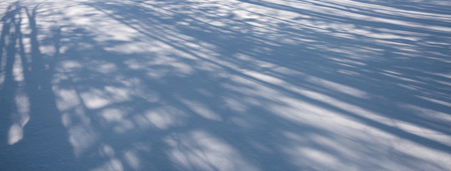 Snow and tree shadows. Wide format image.