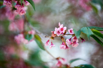 wild Himalayan Cherry flower (Prunus cerasoides), selective focus