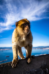 Gibraltar Barbary Ape