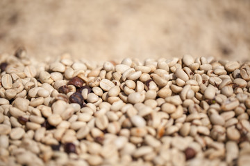 coffee beans dried with sunlight