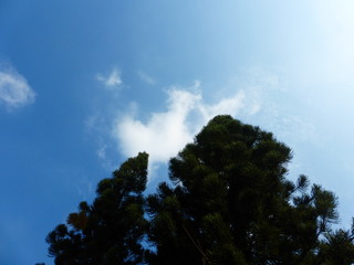 Obraz premium Pine under the blue sky and white clouds
