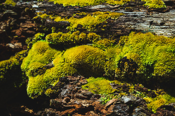 Green moss is growing at the root of the tree. Moss texture in nature for wallpaper. soft focus.