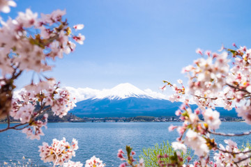 Cherry blossom and Fuji mountain with snow cap under blue sky at Kawaguchiko lake.