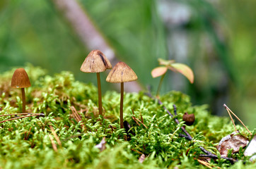 Small mushrooms in the forest
