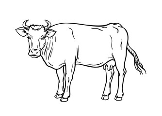 breeding cow. animal husbandry. livestock vector illustration on a white