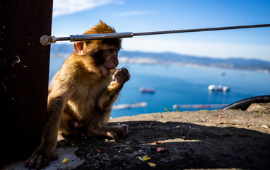 Gibraltar Barbary Ape