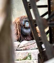 A big old male Orangutan at Bioparc Fuengirola