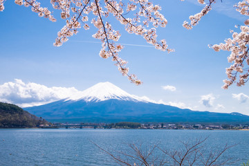 Mt. Fuji with snow cap and cherry blossom branch at Kawaguchiko lake under blue sky 