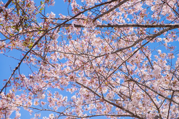 Cherry blossom branches under blue sky win spring season.