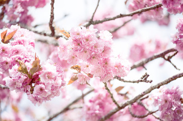 Obraz premium Cherry blossom. Pink sakura tree. Spring flowers, beautiful nature blooming.