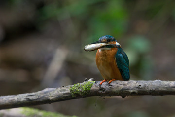 Eisvogel mit Fisch