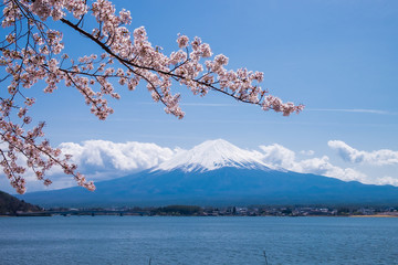 Fuji mountain with snow and cherry blossoms branch under blue sky