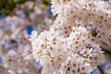 Closed up of pink cherry blossom