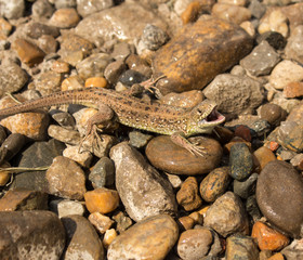 little lizard sitting on stones