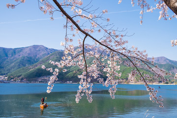 Cherry  blossom branch in the lake