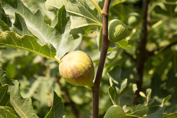 Obraz premium ripe figs weigh on a bush