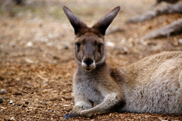 Western Grey Kangaroo in Western Australia, resting on the ground and facing the viewer, frontal view