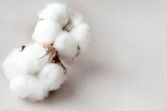 Purity and healthcare. White cotton dried flowers