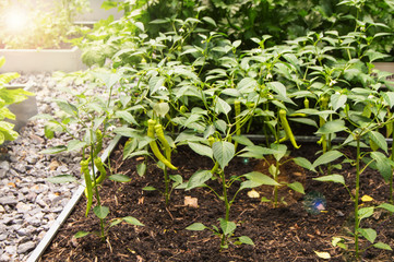 Young pepper plants with long green fruits grow in the summer on a vegetable patch, the concept of...