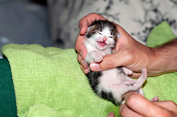 partial view of man caring for cute meowing new born baby cat on green blanket at home
