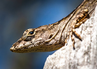 Up close with a brown anole!