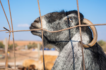 LAMB BEHIND A FENS IN THE FARM DAYLIGHT HEADSHOT CLOSE UP