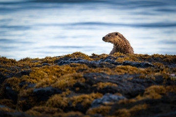 Young European Otter (Lutra lutra) cub or kit on rocky shore