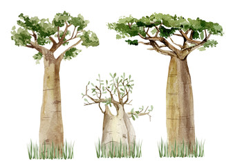 Watercolor Baobab tree set isolated on white background. Hand drawn illustration of nature Africa, southern trees in the savannah. - 318952845