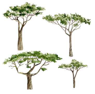 Watercolor Africa trees. Hand drawn illustration of nature Acacia, southern trees in the savannah for greeting card, postcard, template.