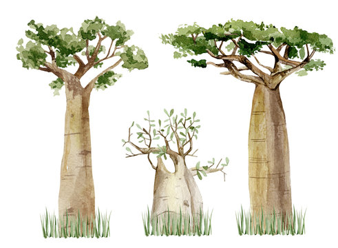 Watercolor Baobab tree set isolated on white background. Hand drawn illustration of nature Africa, southern trees in the savannah.