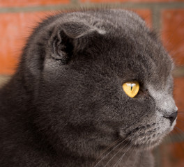 Cat muzzle in profile