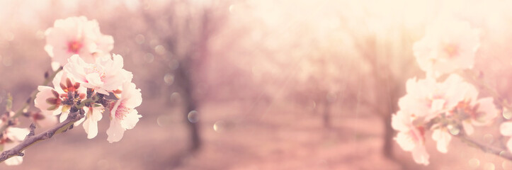 background of spring cherry blossoms tree. selective focus