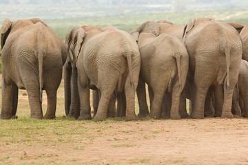 Herd of elephants standing close together