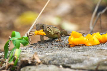 Lizard eats mango on a black rock