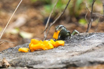 Lizard eats mango on a black rock