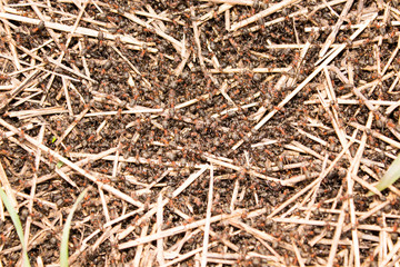 A huge number of ants on an anthill