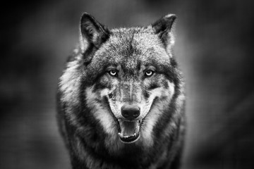  Scary dark gray wolf (Canis lupus) © szczepank