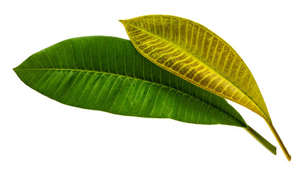 Plumeria leaf(Frangipani,Pagoda tree,Temple tree)tropical isolated on white background, top angle view,with clipping path.